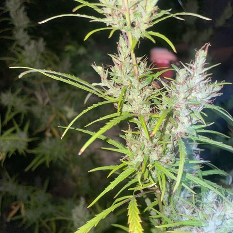 Lemon o grape growlog timeline photo