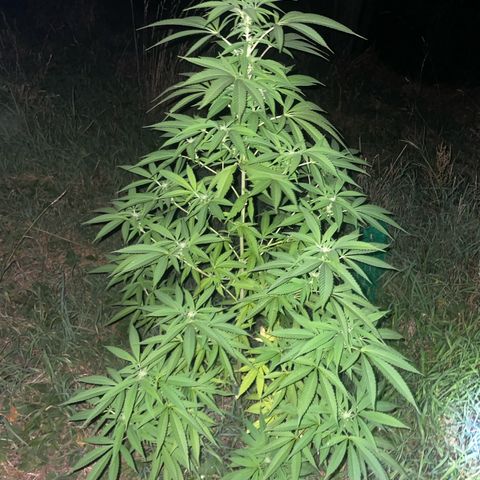 Gorilla Kreuz growlog timeline photo