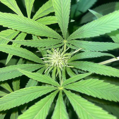 Gorilla Kreuz growlog timeline photo