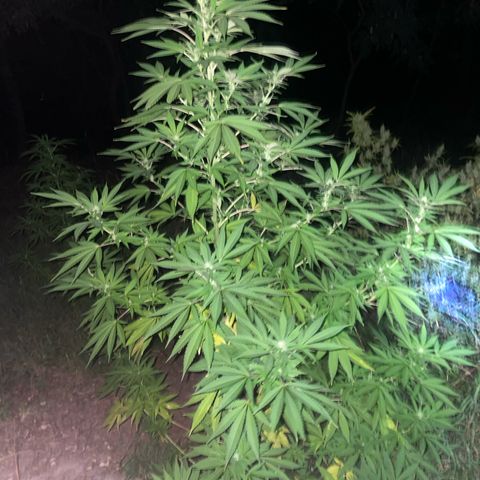 Gorilla #1 growlog timeline photo