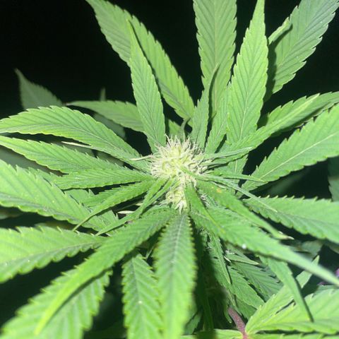 Gorilla #1 growlog timeline photo