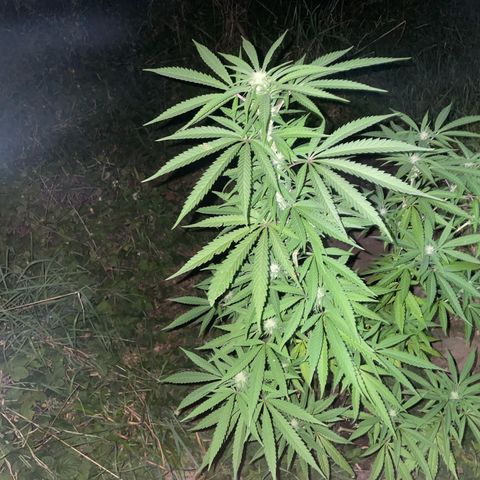 3??? growlog timeline photo