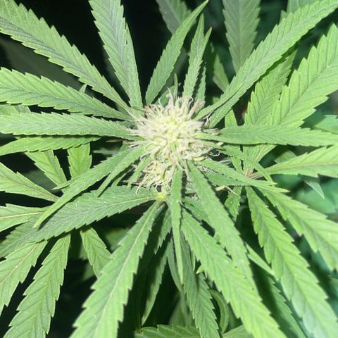3??? growlog timeline photo