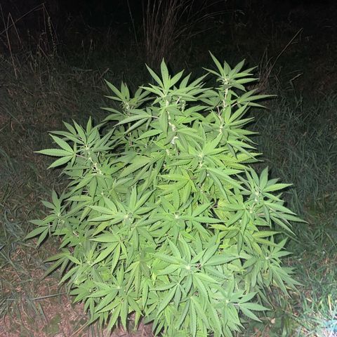 Gorilla #2 growlog timeline photo