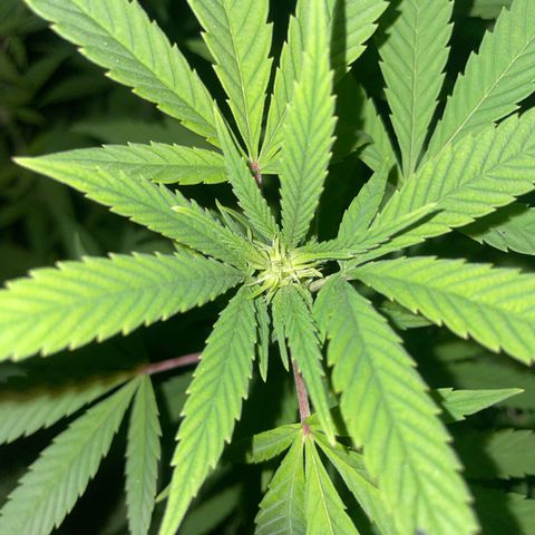 Gorilla #2 growlog timeline photo