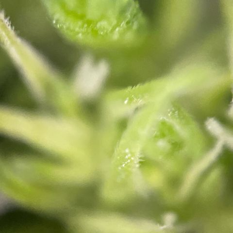 Gorilla #2 growlog timeline photo