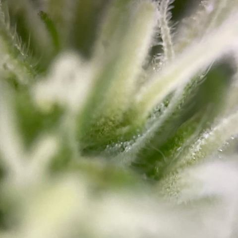3??? growlog timeline photo