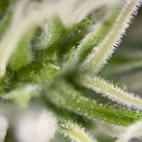 Gorilla #1 growlog timeline photo