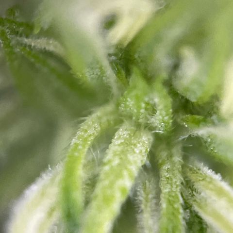 Gorilla Kreuz growlog timeline photo