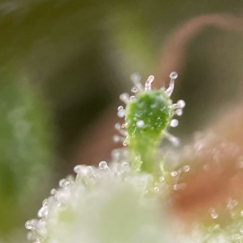 Lemon o grape growlog timeline photo