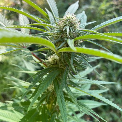 3??? growlog timeline photo