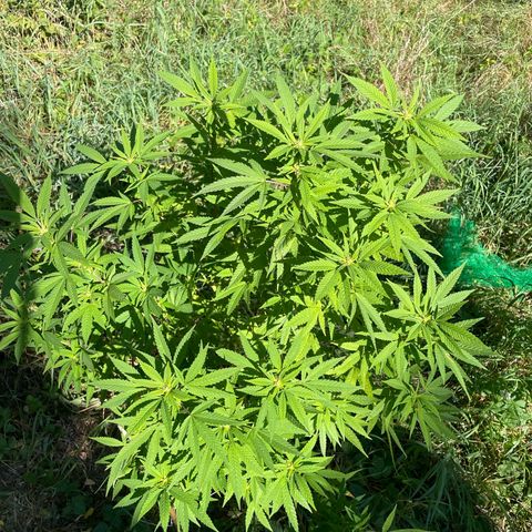 Gorilla #2 growlog timeline photo