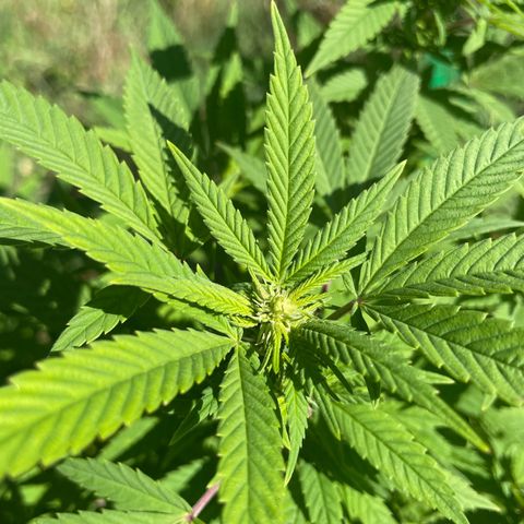 Gorilla #2 growlog timeline photo