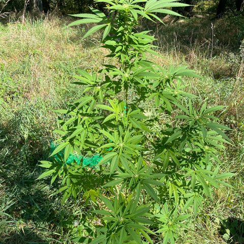 Gorilla Kreuz growlog timeline photo