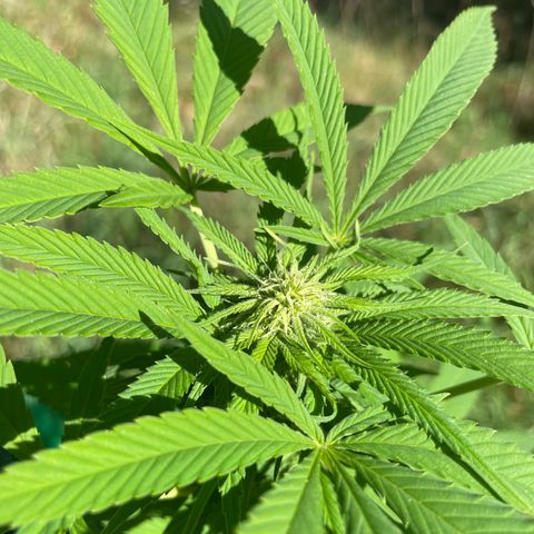 Gorilla Kreuz growlog timeline photo