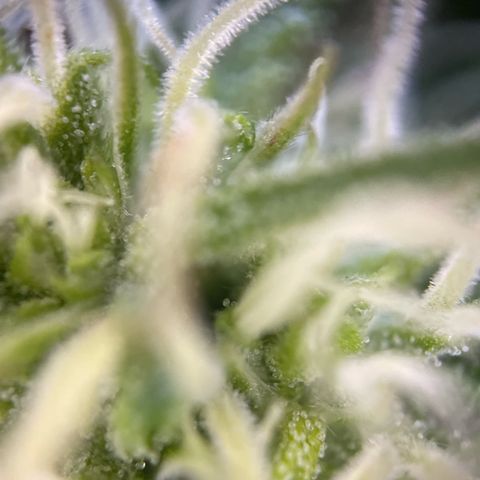 Gorilla #1 growlog timeline photo
