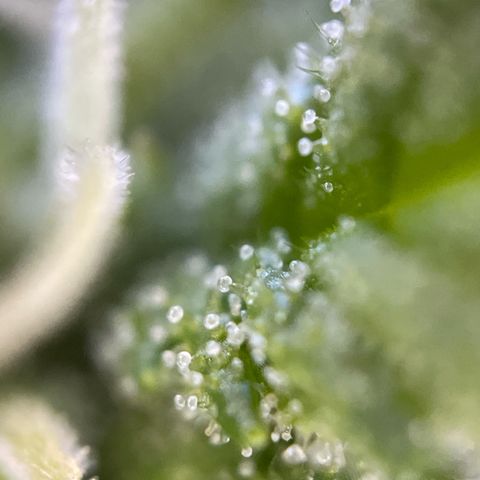 Gorilla #1 growlog timeline photo