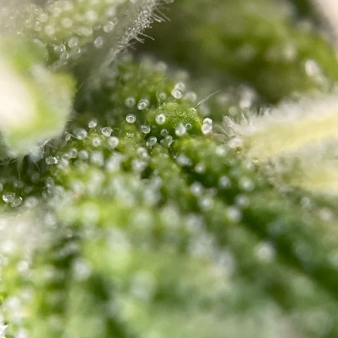 Gorilla #1 growlog timeline photo