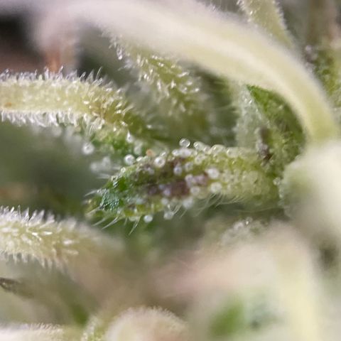 3??? growlog timeline photo