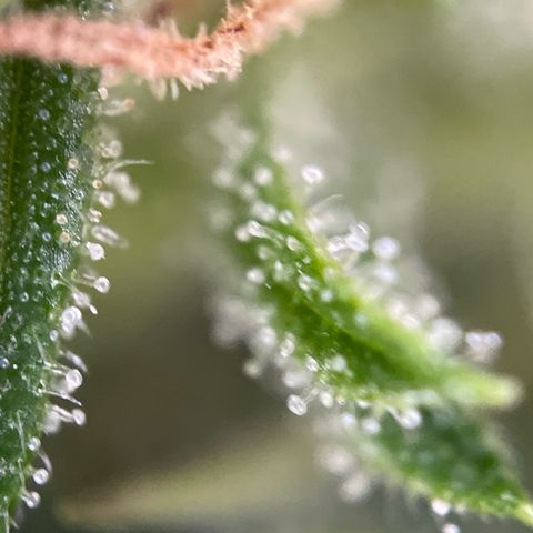3??? growlog timeline photo