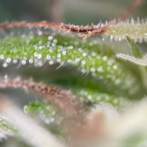 3??? growlog timeline photo