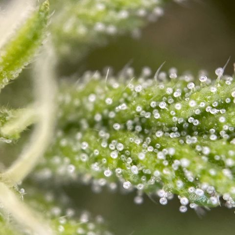 Gorilla Kreuz growlog timeline photo