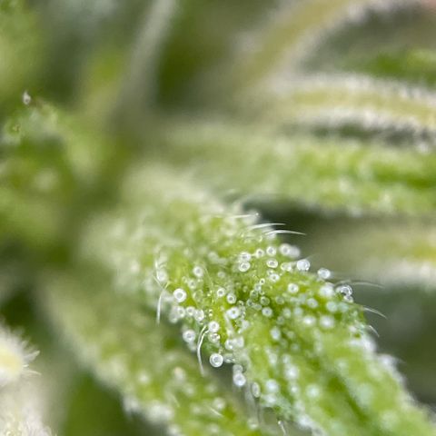 Gorilla Kreuz growlog timeline photo