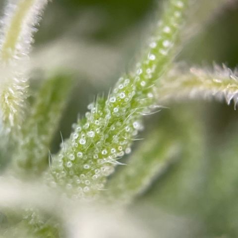 Gorilla Kreuz growlog timeline photo