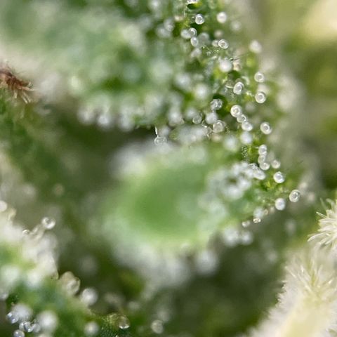 Gorilla #1 growlog timeline photo