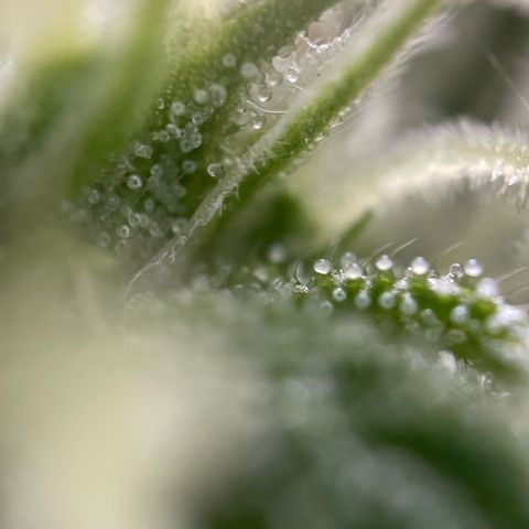 Gorilla #1 growlog timeline photo