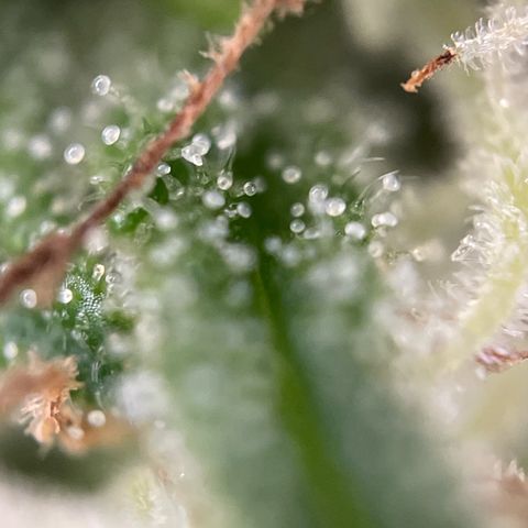 3??? growlog timeline photo