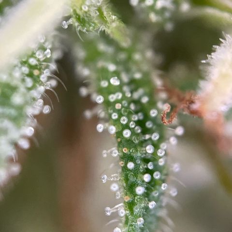 3??? growlog timeline photo
