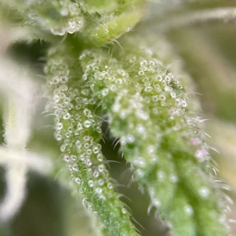 Gorilla #2 growlog timeline photo