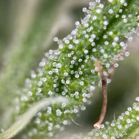 Gorilla Kreuz growlog timeline photo