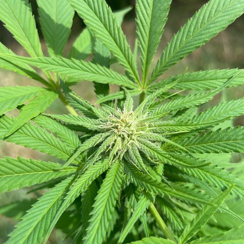 Gorilla Kreuz growlog timeline photo