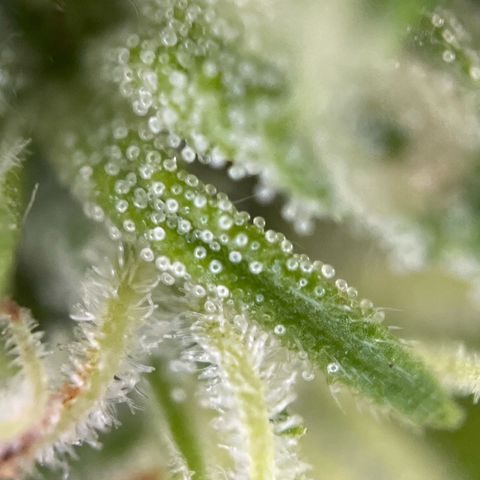 Gorilla Kreuz growlog timeline photo