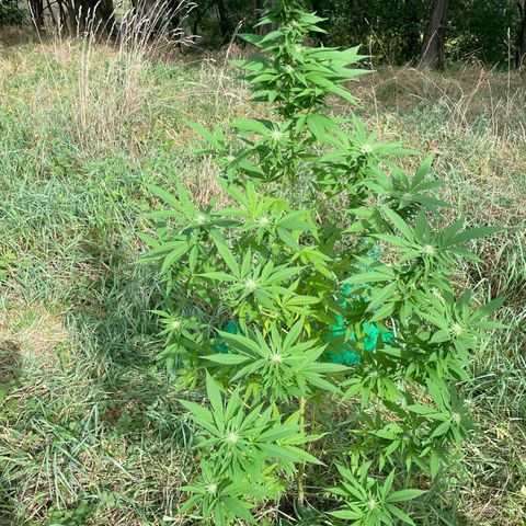 Gorilla Kreuz growlog timeline photo