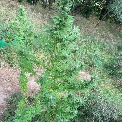 Gorilla #1 growlog timeline photo