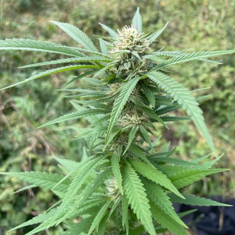 3??? growlog timeline photo