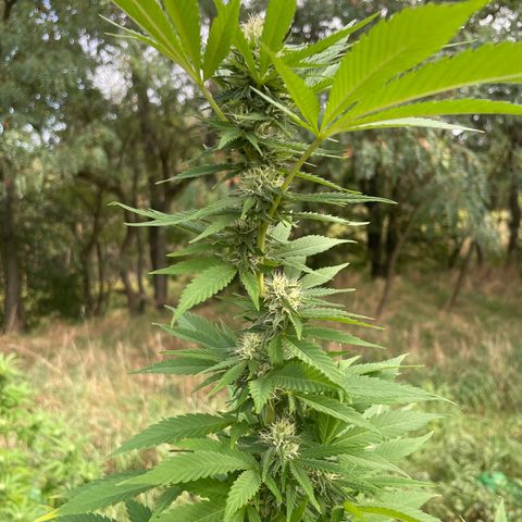Gorilla #1 growlog timeline photo