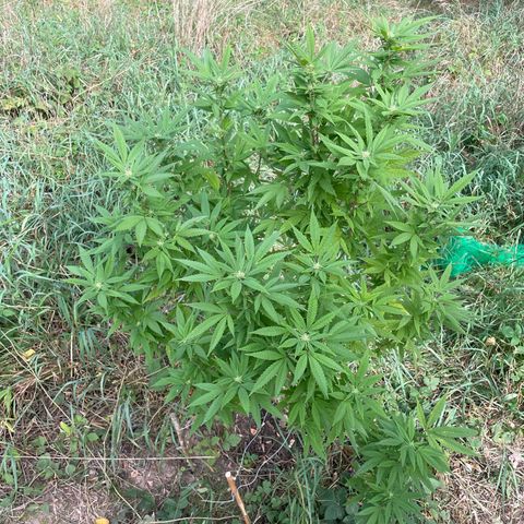 Gorilla #2 growlog timeline photo