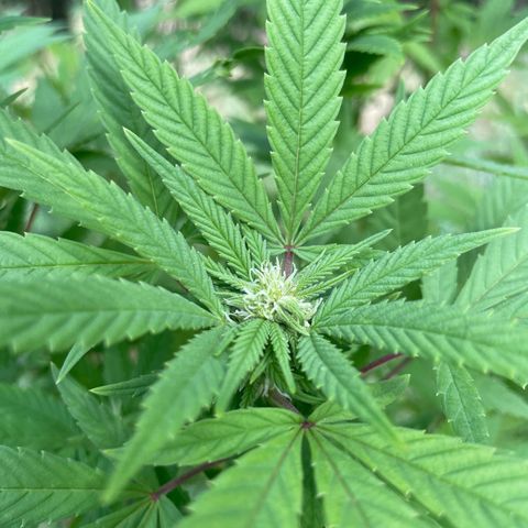 Gorilla #2 growlog timeline photo