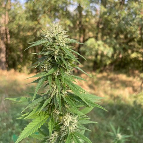 Gorilla #1 growlog timeline photo