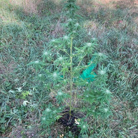 Gorilla Kreuz growlog timeline photo