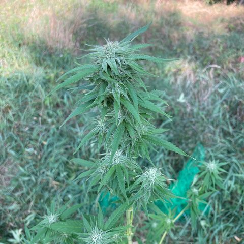 Gorilla Kreuz growlog timeline photo