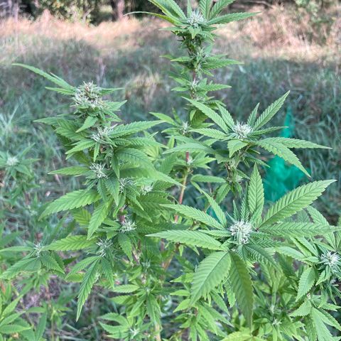 Gorilla #2 growlog timeline photo