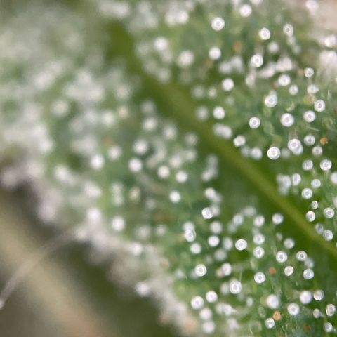 3??? growlog timeline photo