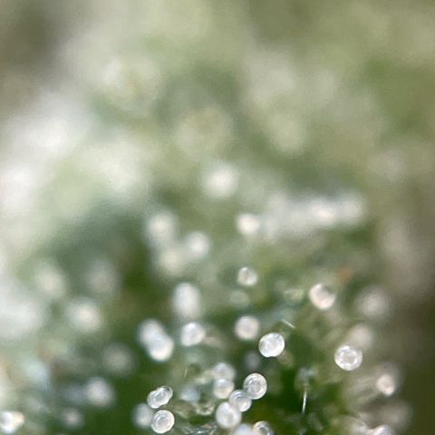 3??? growlog timeline photo