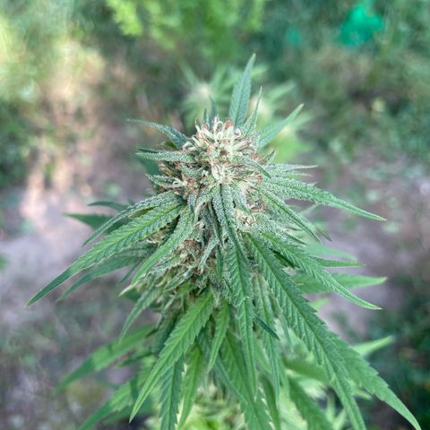 3??? growlog timeline photo