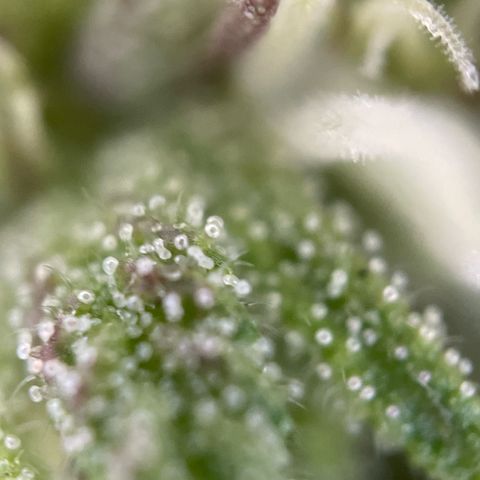 Gorilla #2 growlog timeline photo